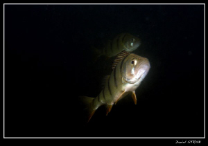 The catch of 2days dive with buddies Sven and Pili :-D by Daniel Strub 